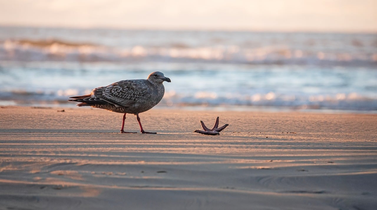 a seabird on a beach - for the article about eco laundry