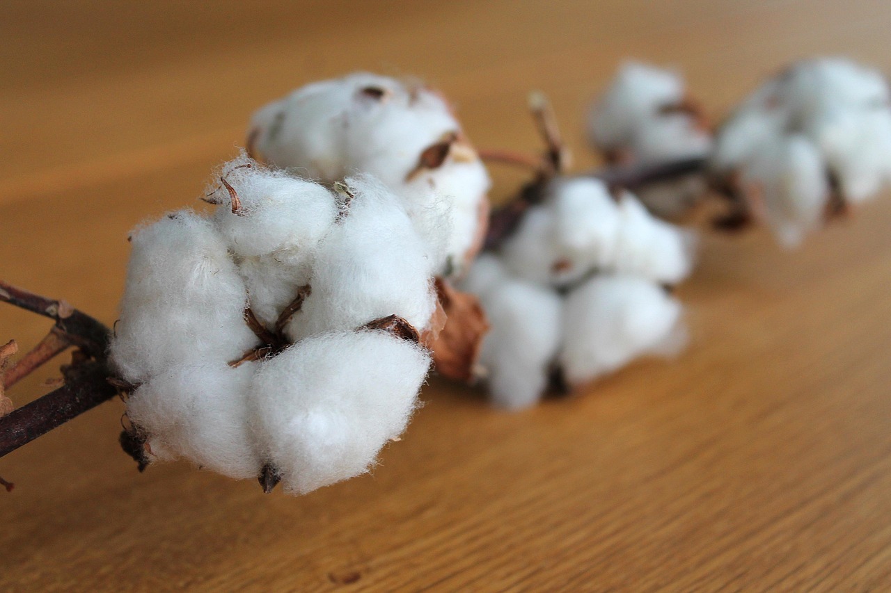 cotton flowers for an article about sustainable fabrics