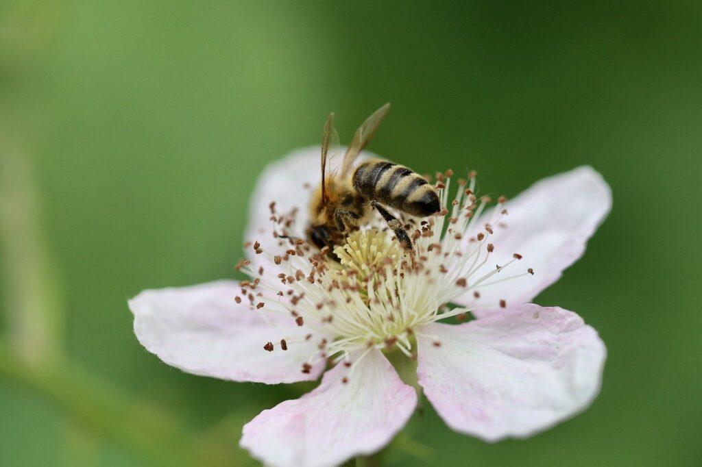 a bee on a white flower