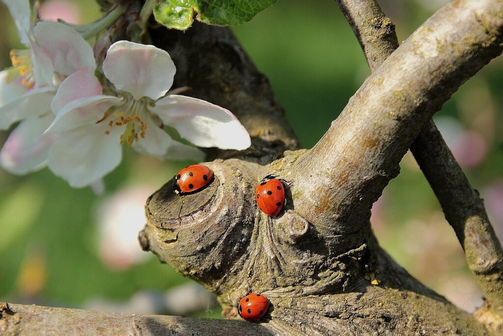 blooming apple tree with ladybirds for an article about zero waste
